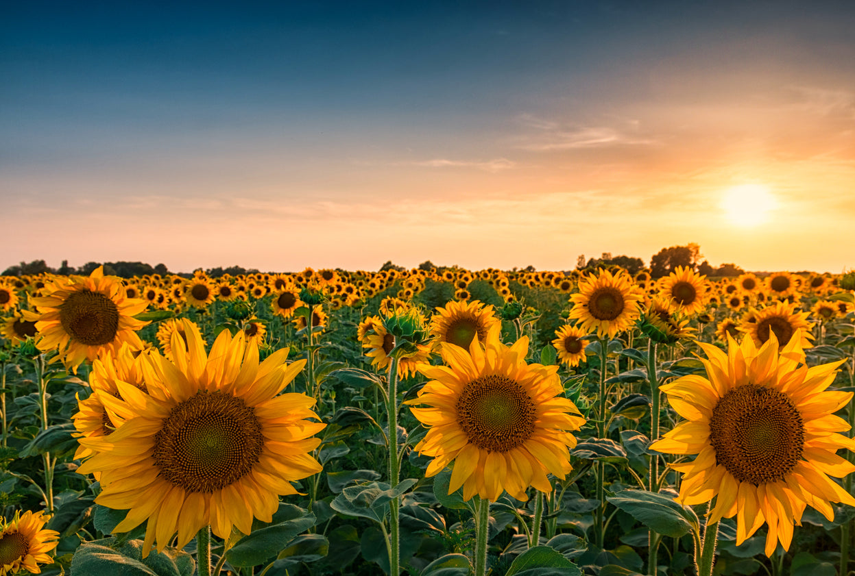 Sunflower Field Sunset Scenery Home Decor Premium Quality Poster Print Choose Your Sizes