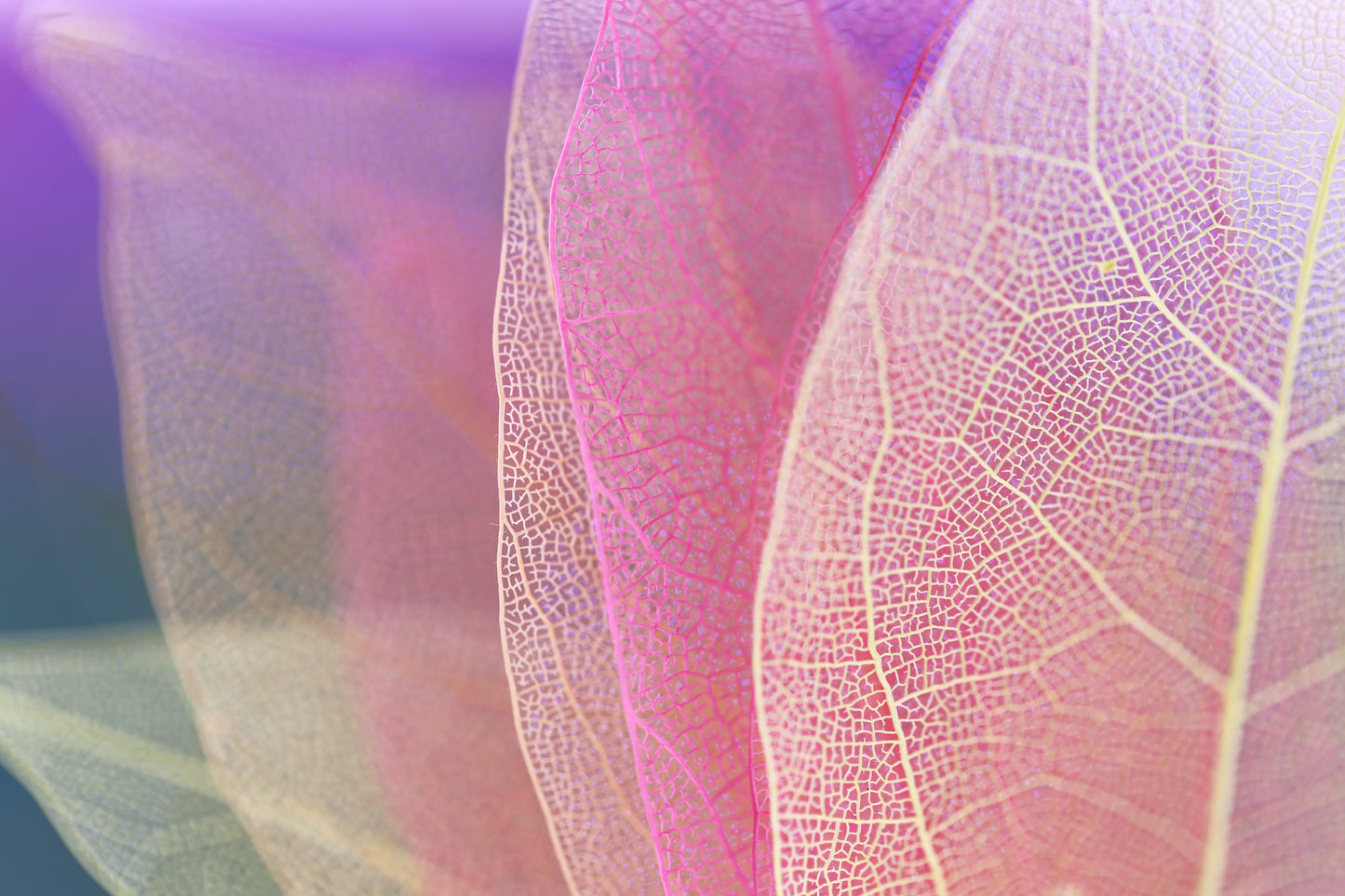 Colorful Leaf Macro Photograph Print 100% Australian Made