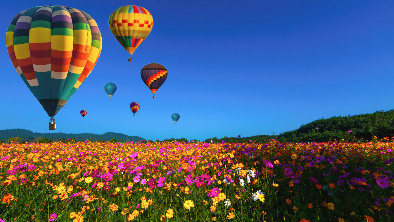 Balloons Over Flower Field View Home Decor Premium Quality Poster Print Choose Your Sizes