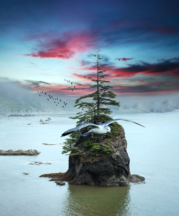 Seagull Bird near Sea Photograph Print 100% Australian Made