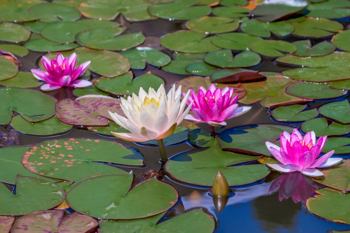 Lotus Flowers on Lake Photograph Home Decor Premium Quality Poster Print Choose Your Sizes