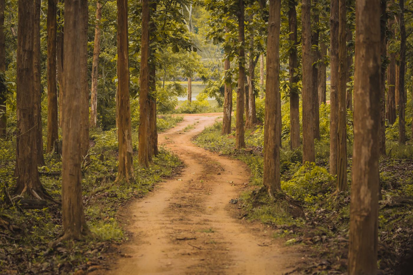 Road in Forest Photograph Print 100% Australian Made