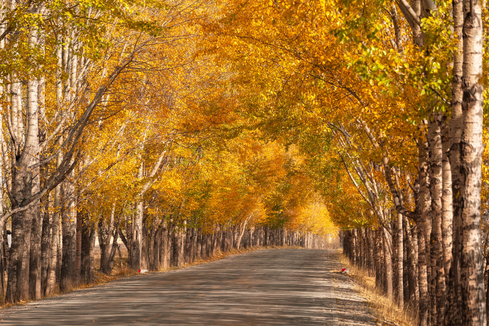 Road Between Autumn Forest Photograph Print 100% Australian Made