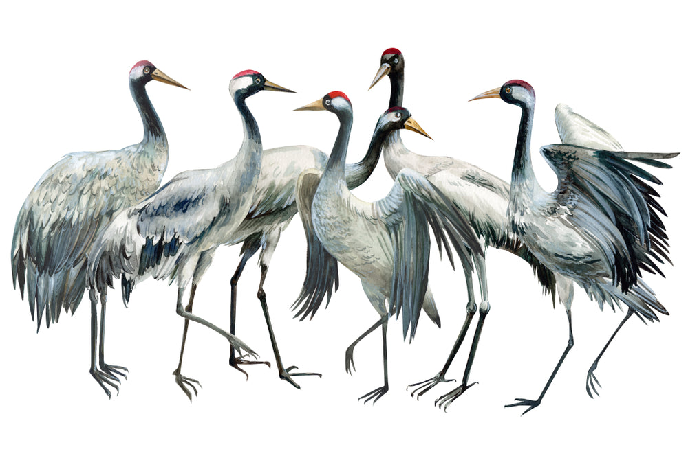 Sandhill Cranes Flock Watercolor Painting Print 100% Australian Made