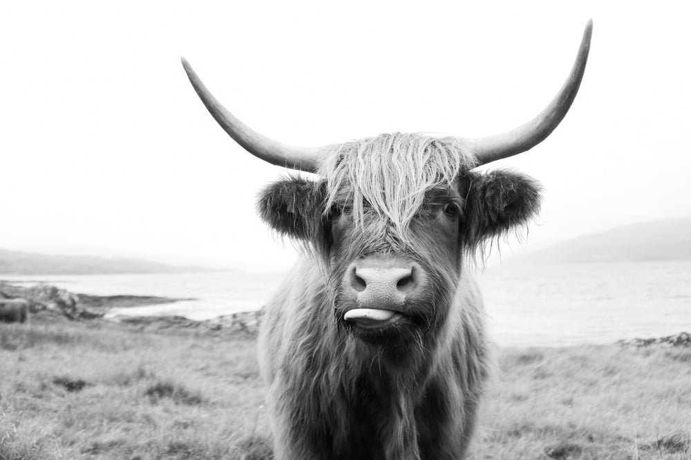 Highland Cow B&W Portrait View Home Decor Premium Quality Poster Print Choose Your Sizes