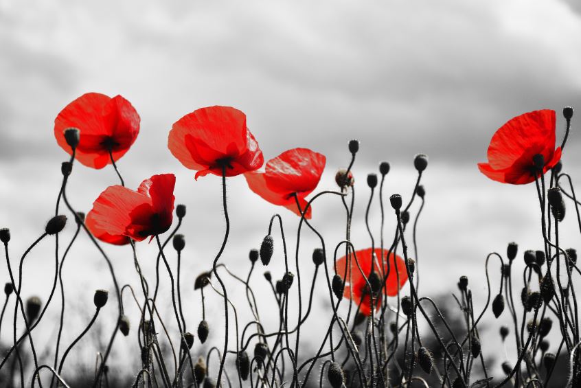 Red Poppy Flower Field Photograph Print 100% Australian Made