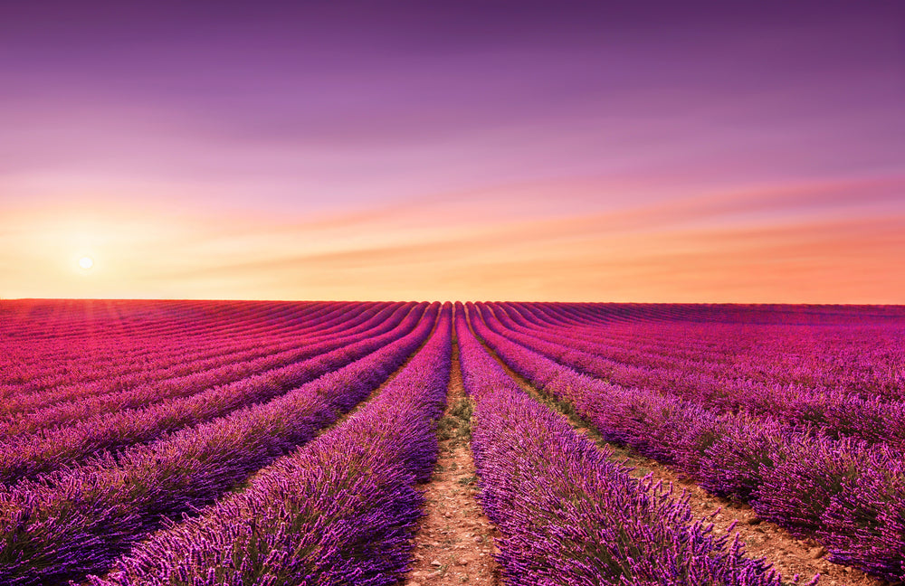 Lavender Field Scenery Photograph Home Decor Premium Quality Poster Print Choose Your Sizes