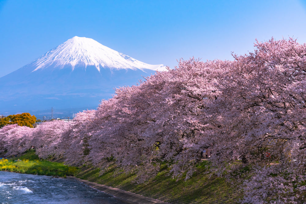 Snow Capped Mountain & Blossom Tree Forest Photograph Print 100% Australian Made