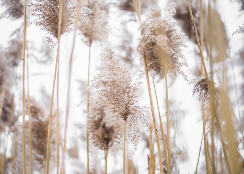 Dry Flowers Closeup Photograph Print 100% Australian Made