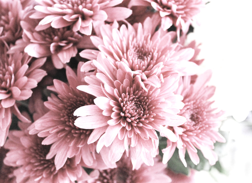 Pink Flower Closeup Photograph Print 100% Australian Made