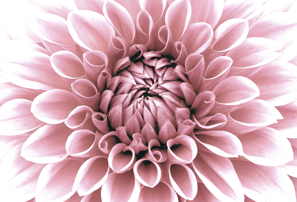 Pink Flower Closeup Photograph Print 100% Australian Made