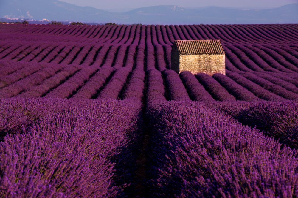 Lavender Field Photograph Print 100% Australian Made