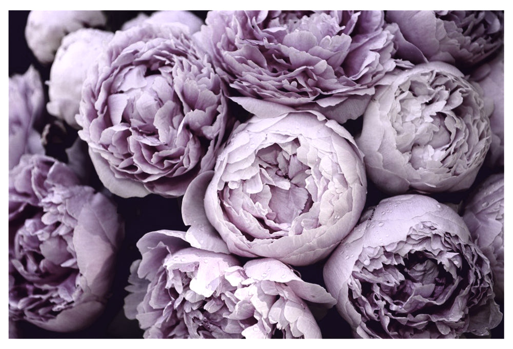 Purple Peony Flowers Photograph Print 100% Australian Made