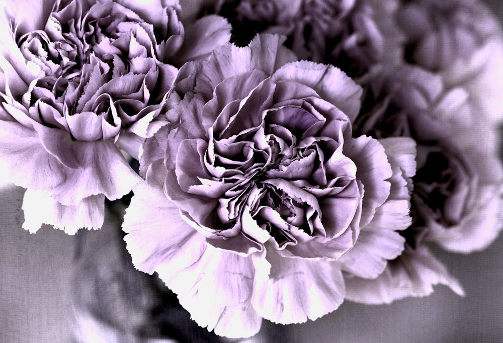 Peony Flower Closeup Photograph Print 100% Australian Made