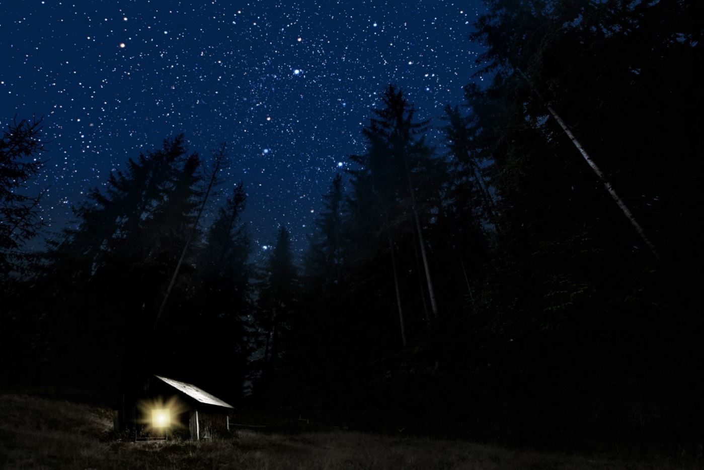 Forest Night Scenery Print 100% Australian Made