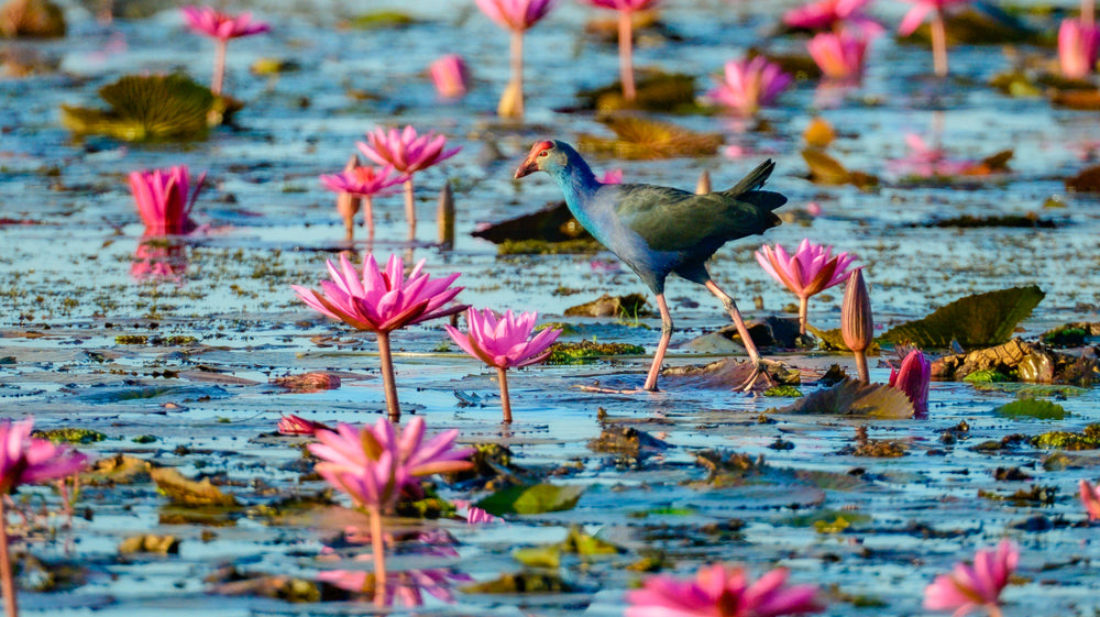 Beautiful Bird Walking Over Lotus Lake Photograph Print 100% Australian Made
