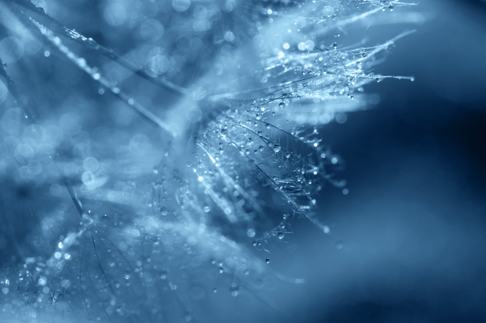 Water Drops on Dandelion Flowers Photograph Print 100% Australian Made