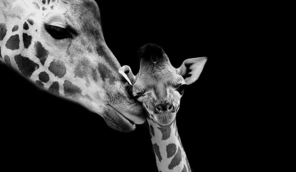 Giraffe & Calf Portrait B&W Photograph Print 100% Australian Made