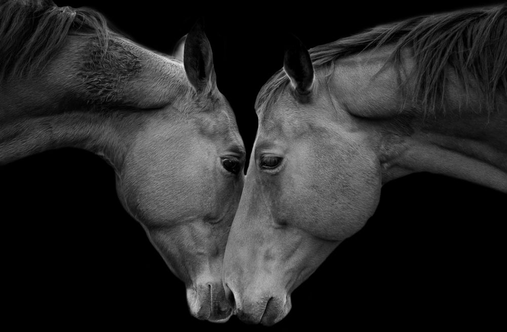 Horses Portrait B&W Photograph Print 100% Australian Made