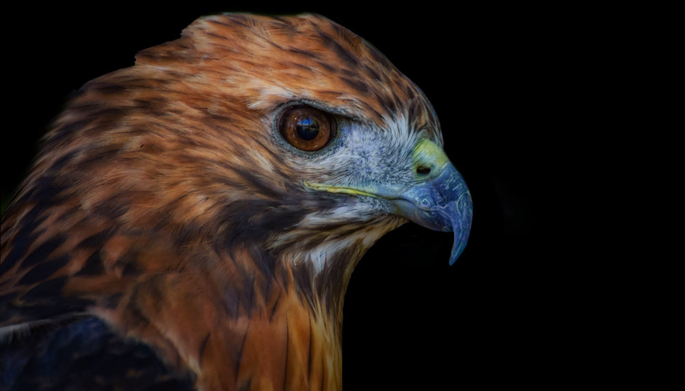 Eagle Portrait Photograph Print 100% Australian Made