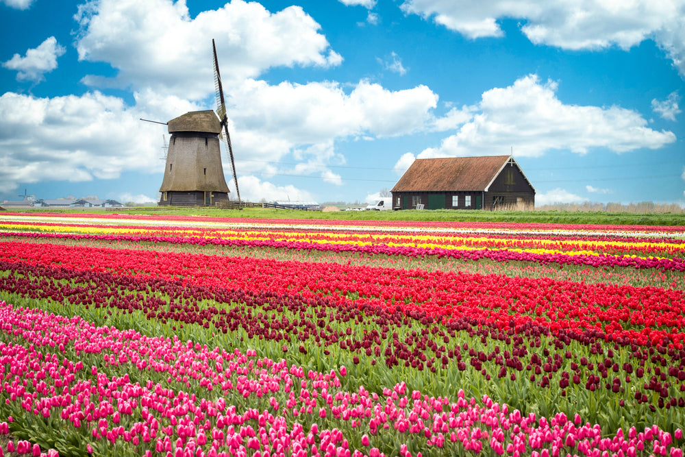 Floral Field with Windmills Print 100% Australian Made