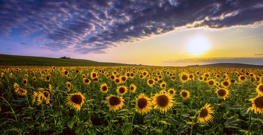 Sunflower Field at Sunset Scenic Photograph Print 100% Australian Made
