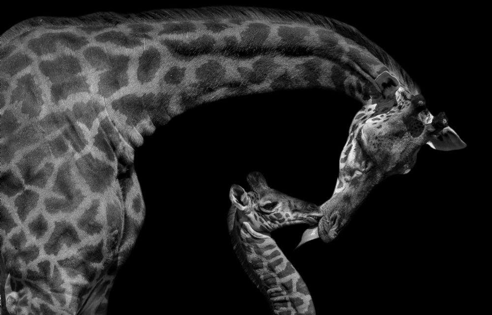 Giraffe & Baby B&W Portrait Photograph Print 100% Australian Made