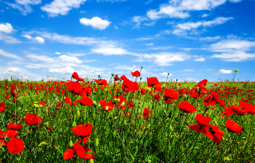 Red Poppy Flowers Field Scenery Home Decor Premium Quality Poster Print Choose Your Sizes