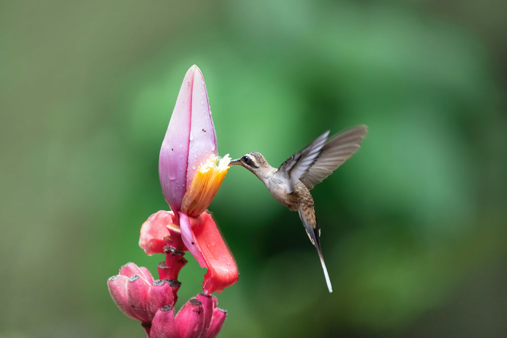 Humming Bird Flying Near a Pink Flower Photograph Print 100% Australian Made