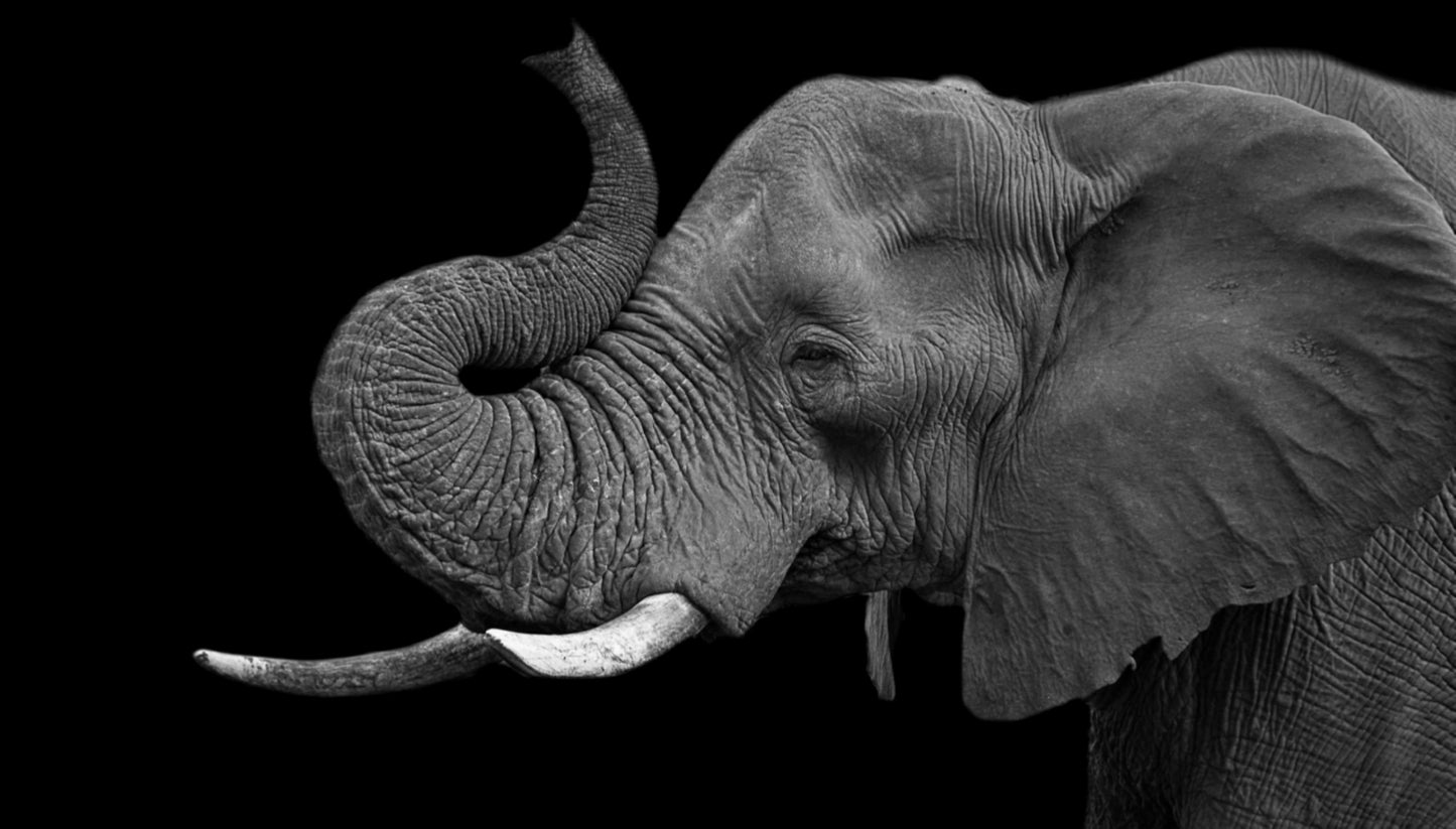 Elephant Portrait B&W Photograph Print 100% Australian Made