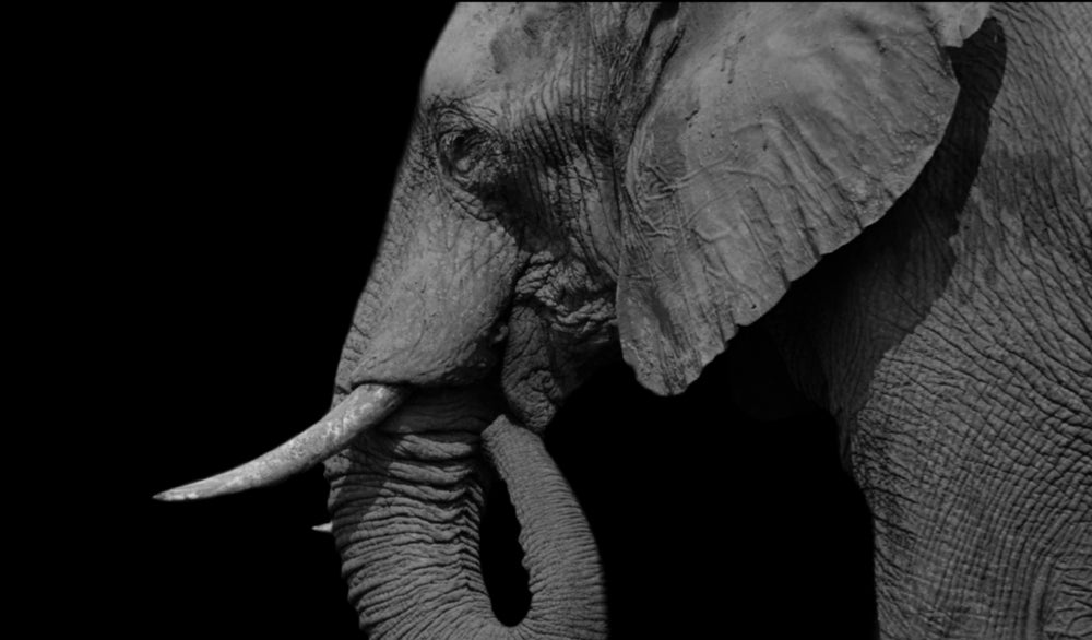 Elephant Portrait B&W Photograph Print 100% Australian Made