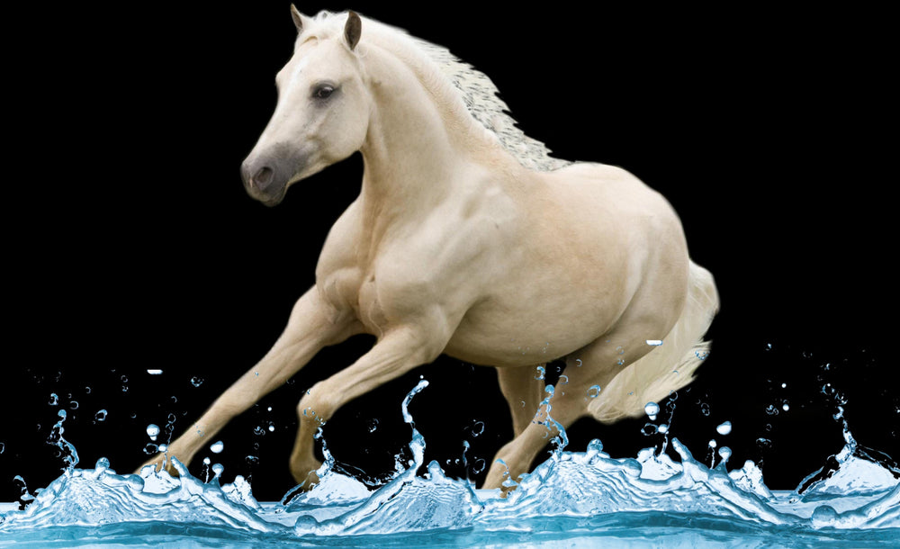 Horse Running On Water Photograph Print 100% Australian Made