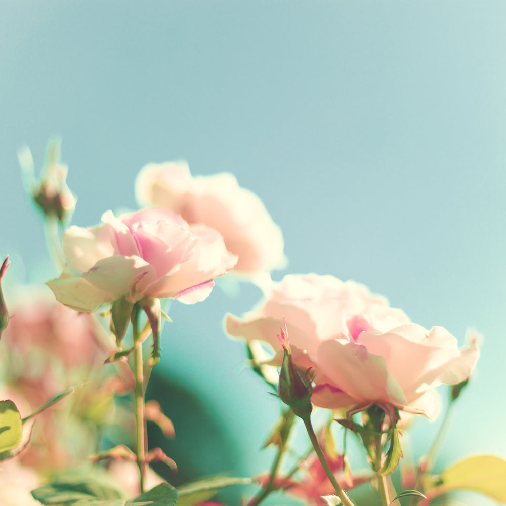 Square Canvas Pink Flowers Macro Photograph High Quality Print 100% Australian Made