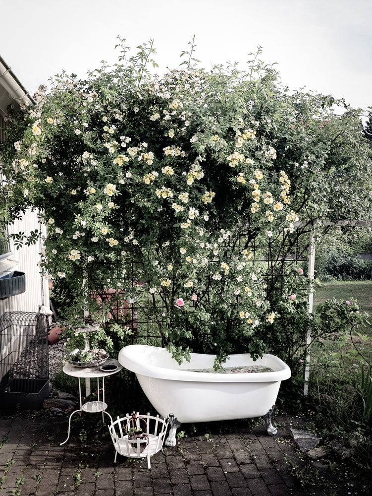 Bath Tub & Flower Tree Photograph Home Decor Premium Quality Poster Print Choose Your Sizes