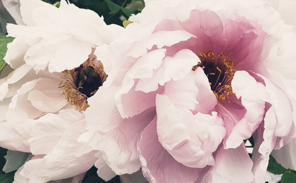 Flower Closeup Photograph Print 100% Australian Made