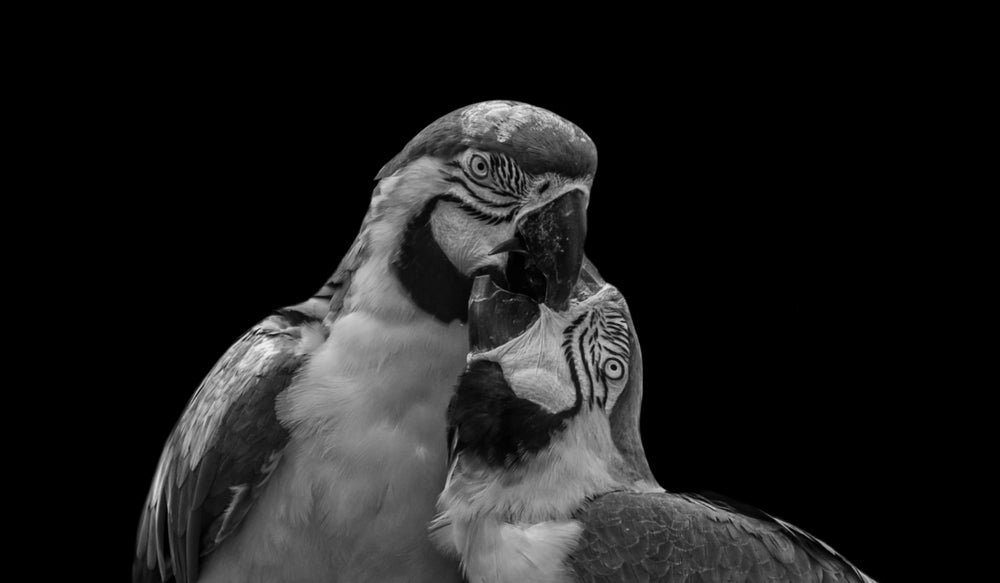 Parrots B&W Photograph Print 100% Australian Made