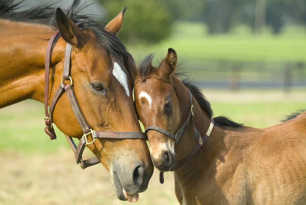 Horse & Foal Portrait Photograph Print 100% Australian Made