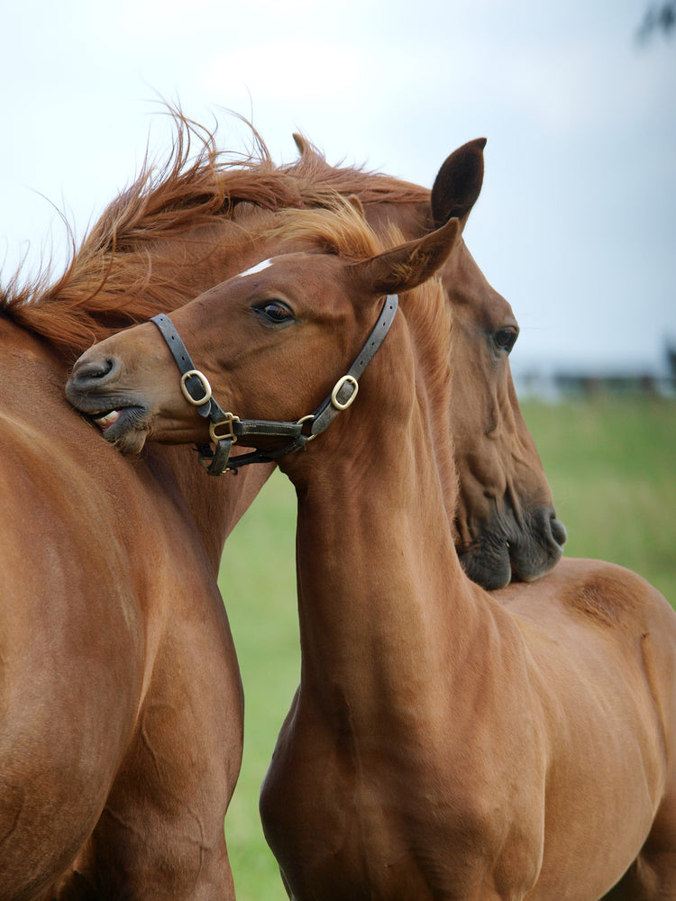 Horse & Foal Faces Photograph Print 100% Australian Made