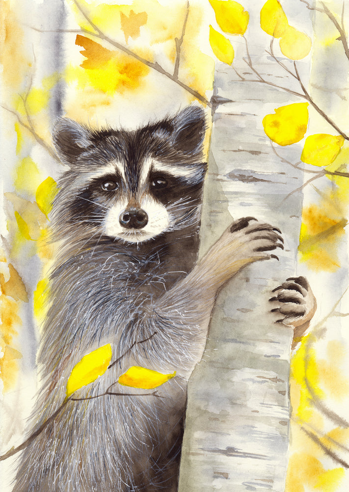 Racoon on a Birch Tree Watercolor Painting Print 100% Australian Made