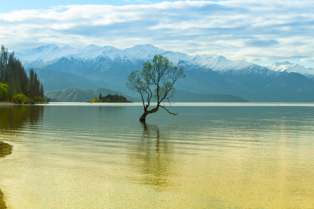Tree in Lake Photograph Print 100% Australian Made