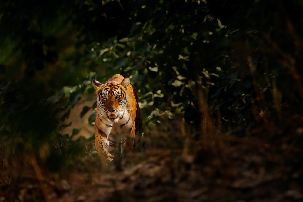 Tiger in Forest Photograph Print 100% Australian Made