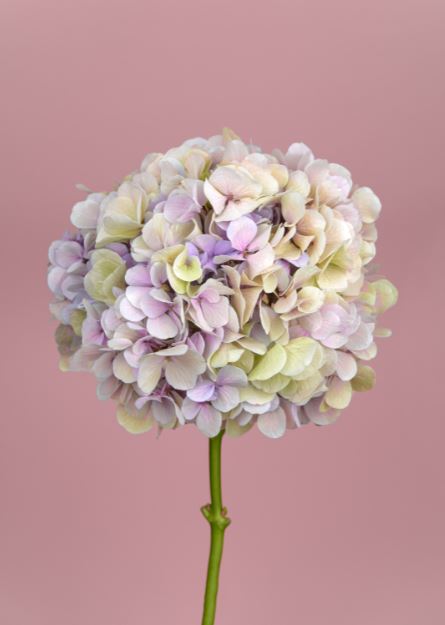 Hydrangea Pink & Purple Flowers Photograph Print 100% Australian Made