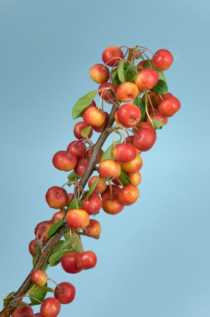 Coffee Beans Photograph Print 100% Australian Made