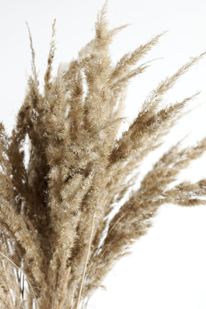 Dried Grass Macro Photograph Home Decor Premium Quality Poster Print Choose Your Sizes