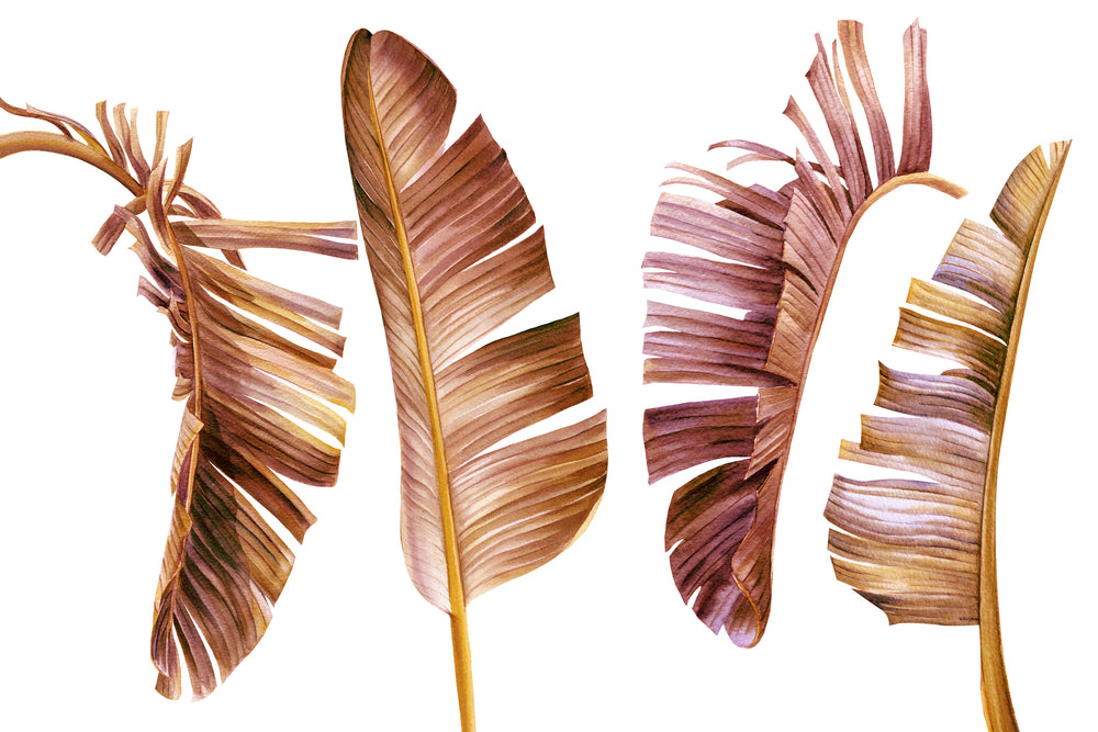 Dry Banana Leaves Watercolor Painting Home Decor Premium Quality Poster Print Choose Your Sizes