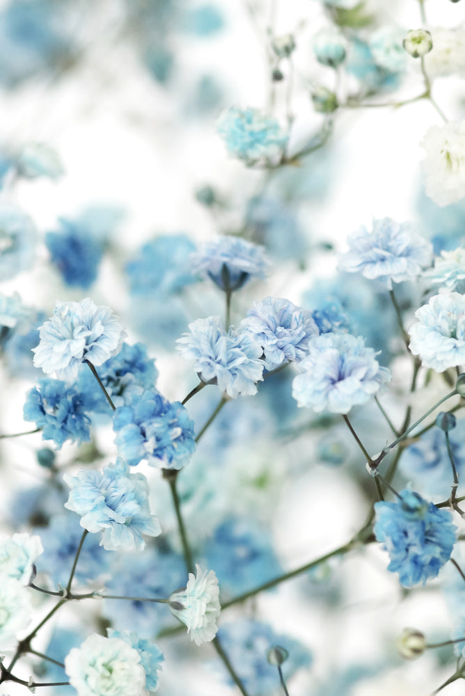 Blue Flowers Closeup Photograph Home Decor Premium Quality Poster Print Choose Your Sizes