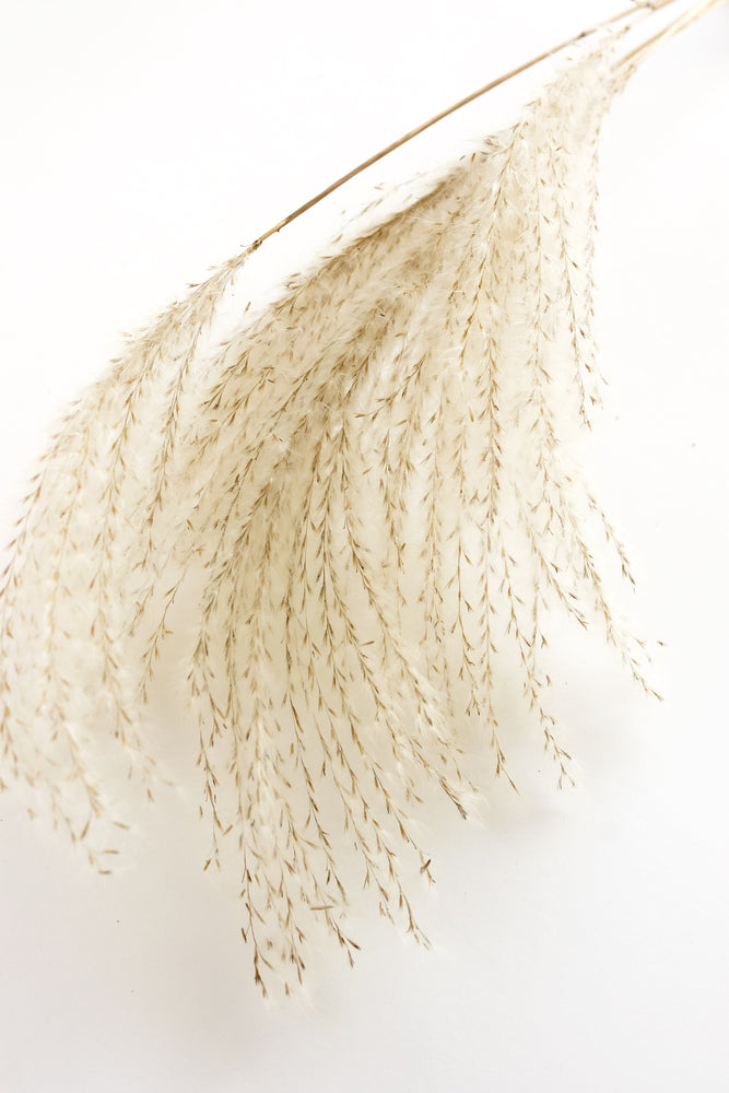 Dry Grass Closeup Photograph Home Decor Premium Quality Poster Print Choose Your Sizes