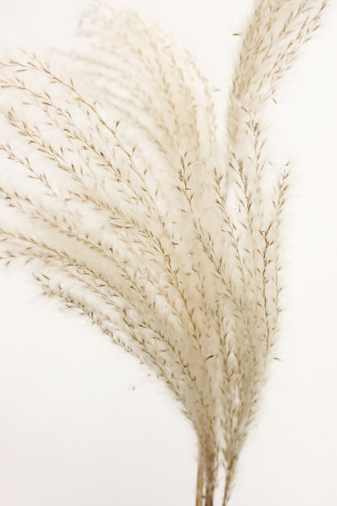 Dry Grass Closeup Photograph Home Decor Premium Quality Poster Print Choose Your Sizes