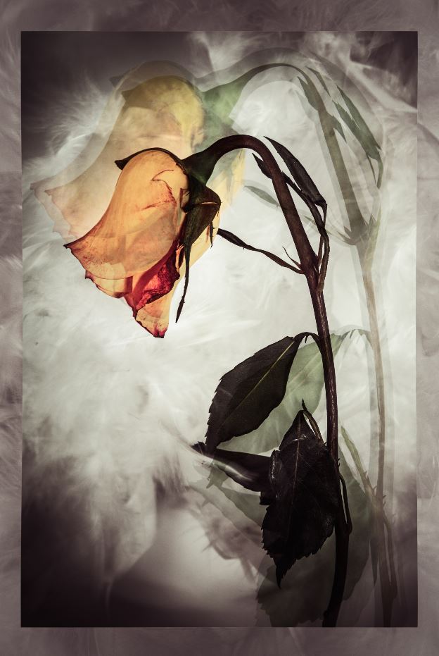 Rose Flower Watercolor Painting Home Decor Premium Quality Poster Print Choose Your Sizes