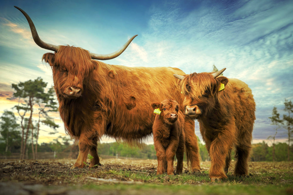 Highland Cow Family Photograph Print 100% Australian Made